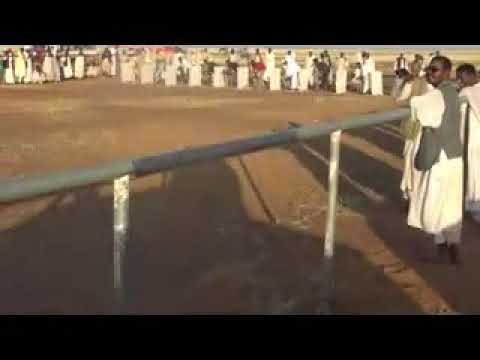 سباق كلاب بمدينة بحري شرق النيل ضاحية العاصمة السودانية الخرطوم